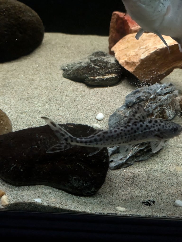 Tropical fish and Cichlids 