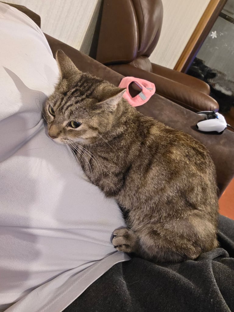 Beautiful little tabby