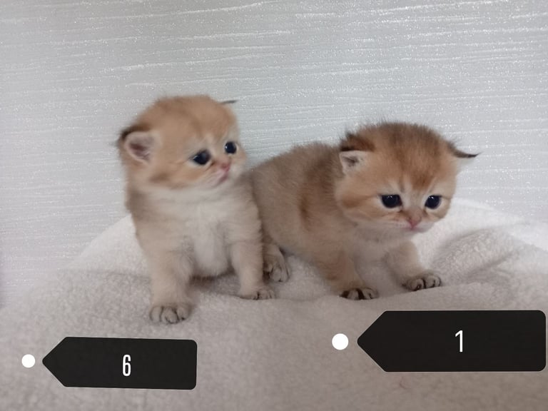 x4 Pedigree British Longhair & x2 British Shorthair Blue Golden & GoldenKittens 