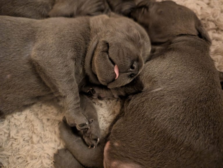 Blue Staffordshire Bull Terrier Puppiess
