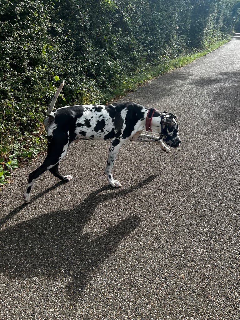 3 year old Great Dane