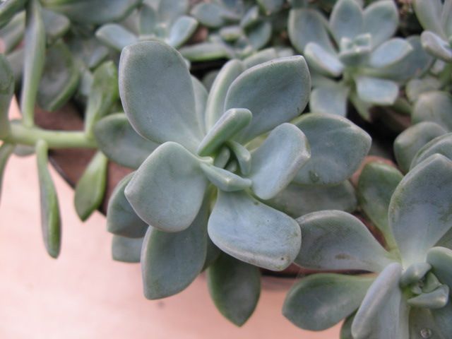 Echeveria or Ghost Plant in large terracota pot