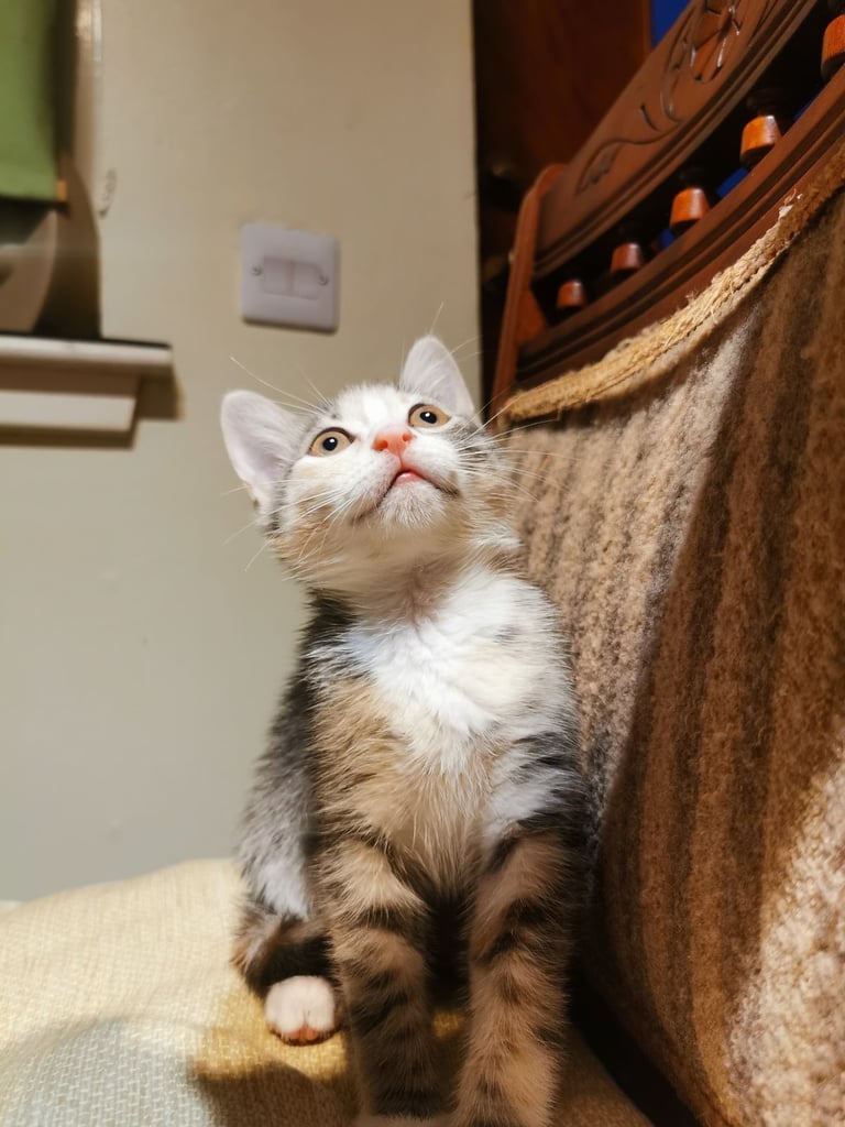 Kitten female British short haired for sale 