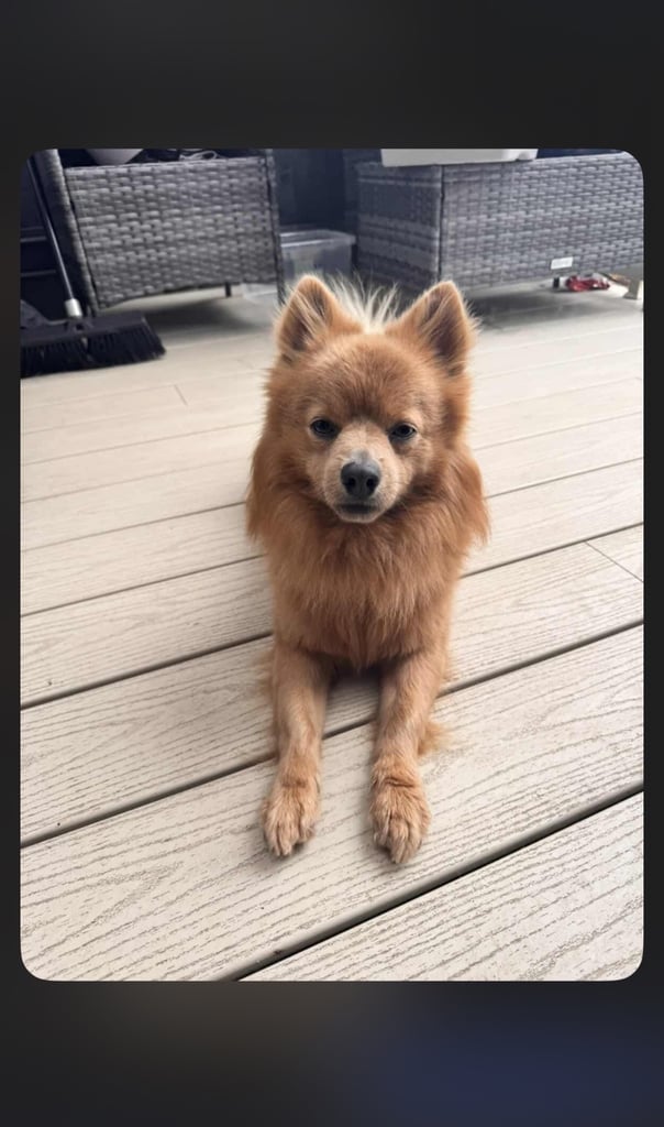 pomchi 