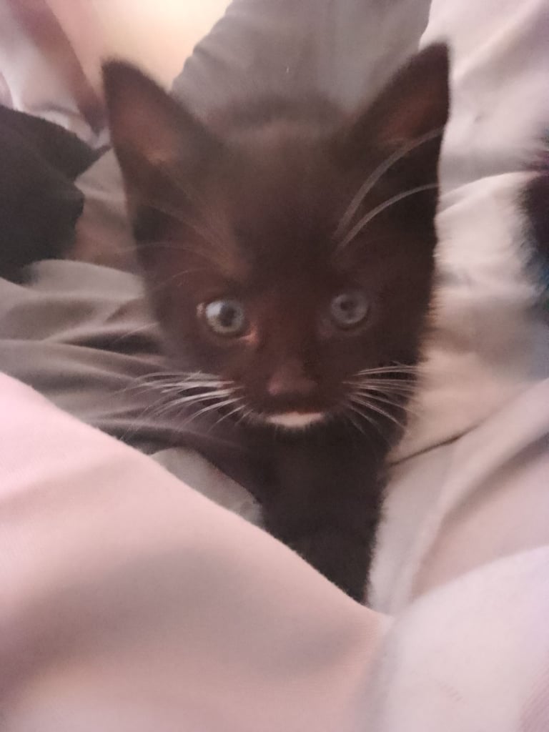 Kittens 
