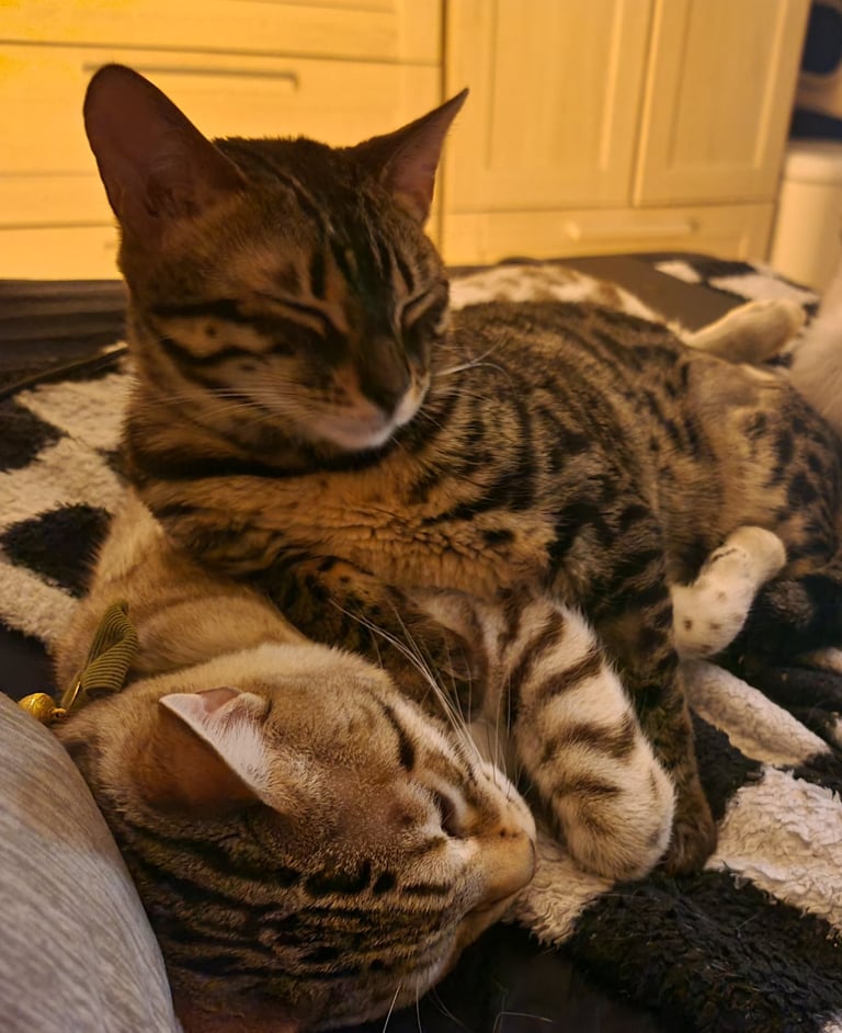 1y Male + Female Bengals to be homed together or separately