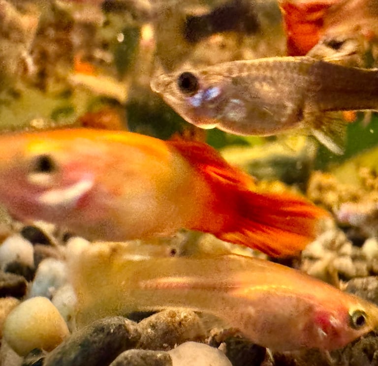 Guppy and Balloon Molly in Chiswick