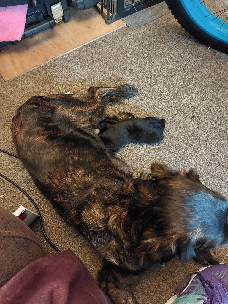 image for Puppies for sale 