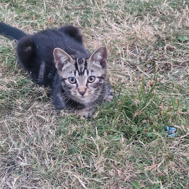 Mixed short hair brirish cat