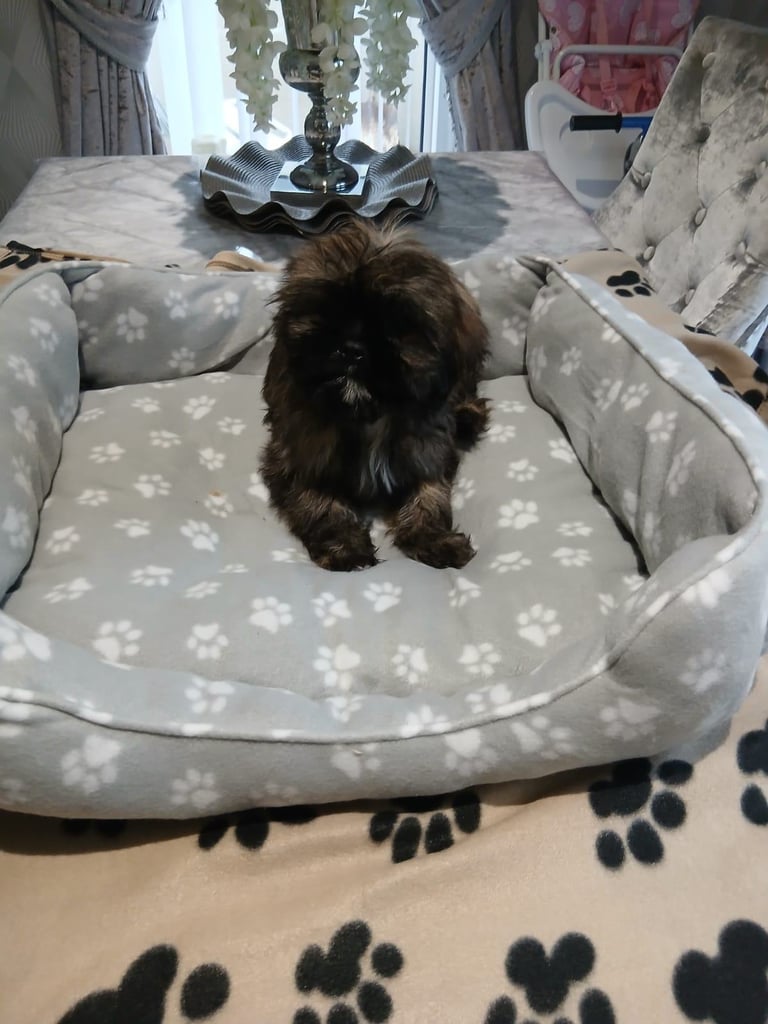 miniture shihtzu puppy