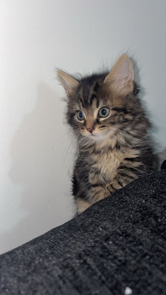Fluffy Tabby Kitten