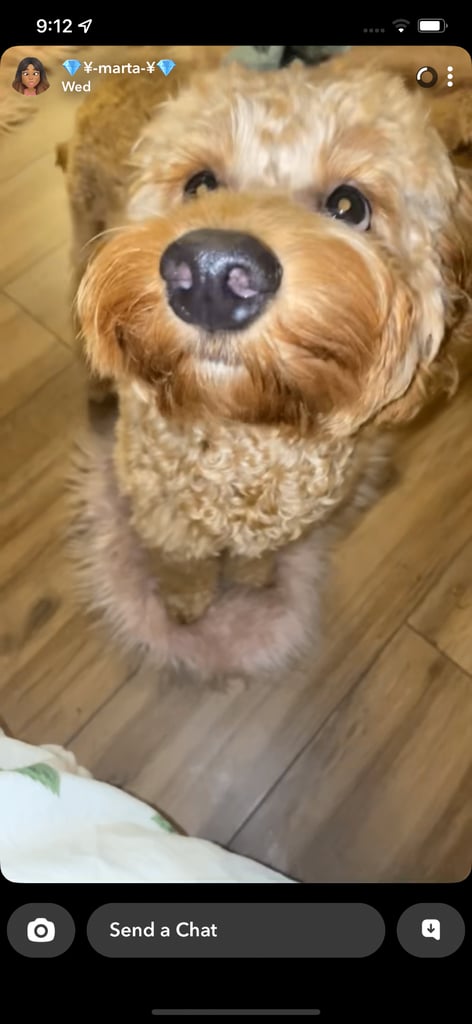 Cockapoo dog