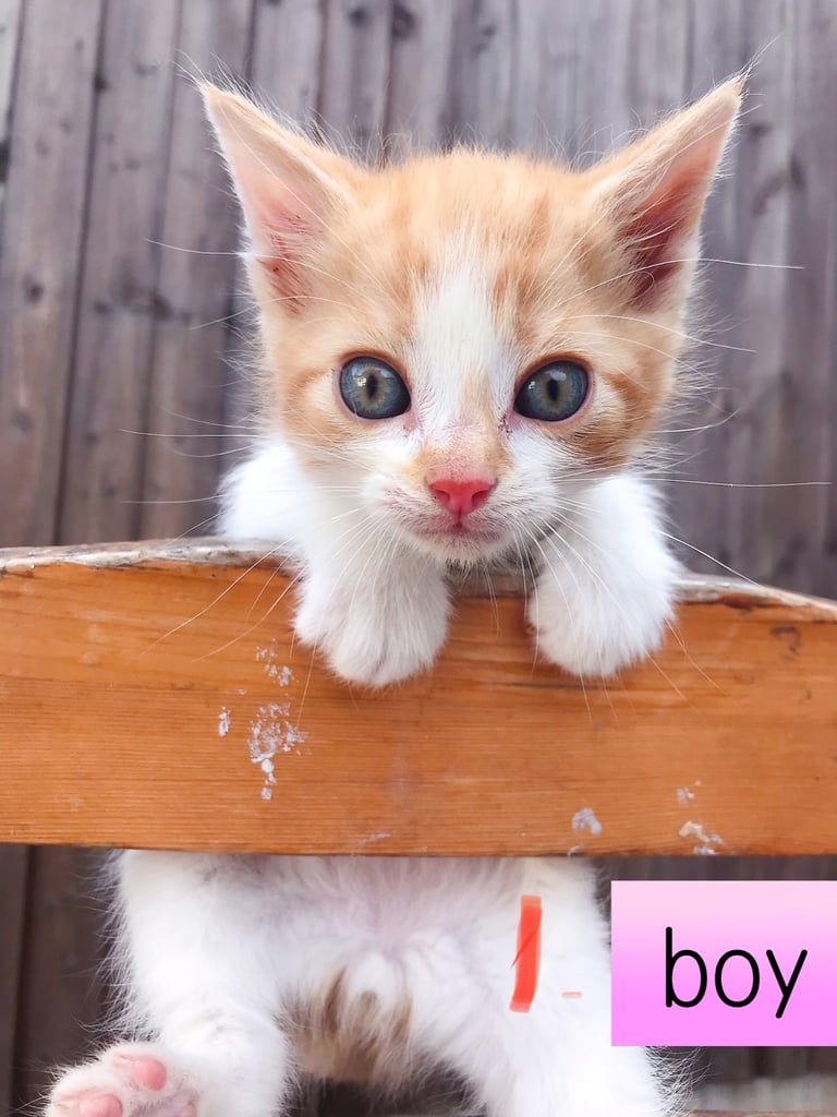 Lovely kittens