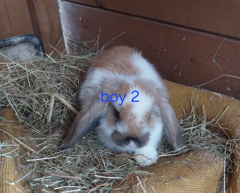 Mini  lops for sale 