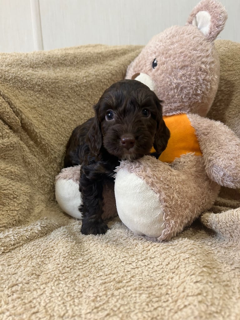 Beautiful Cockerpoo Puppies