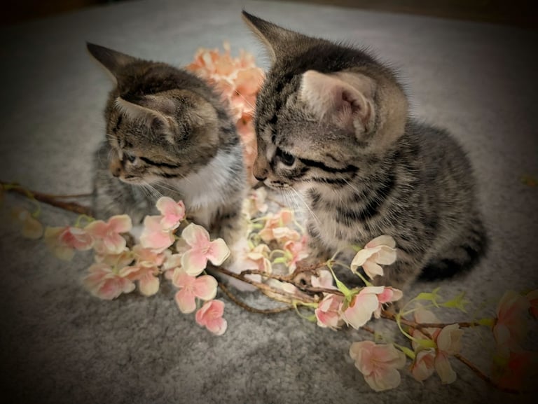 British short hair kittens 