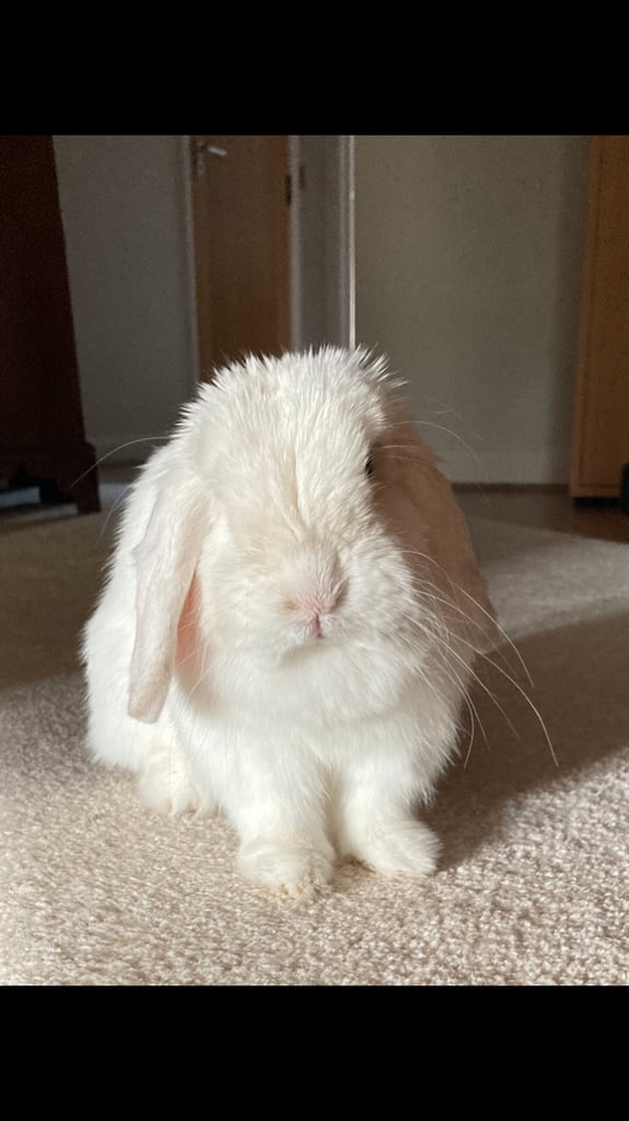 Beautiful mini lop rabbit for rehoming