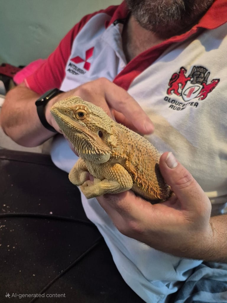 2 bearded dragons 