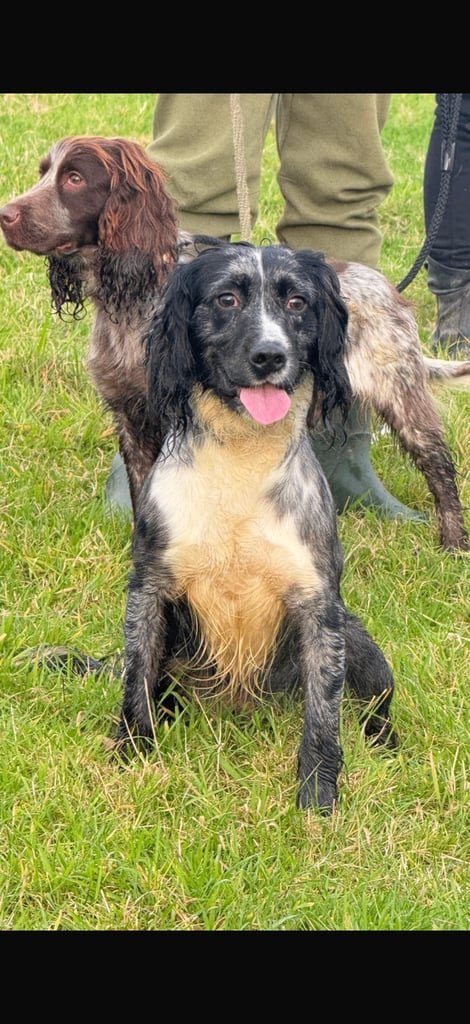 Cocker spaniel pups ready now 