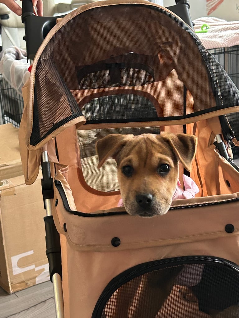 Puppy for sale Patterdale x Lakeland Terrier 