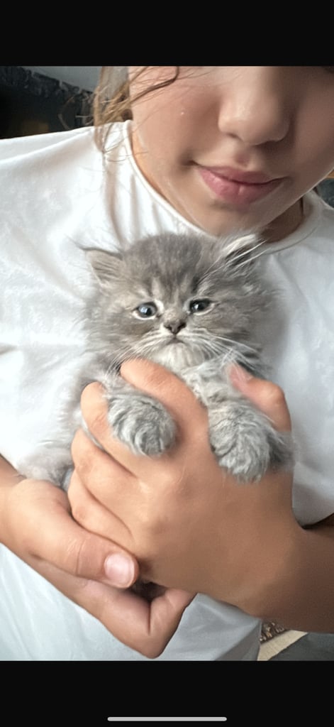 Persian kitten male, ready to leave 