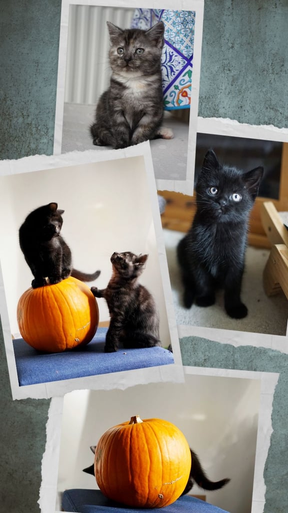 Lovely kittens for sale 