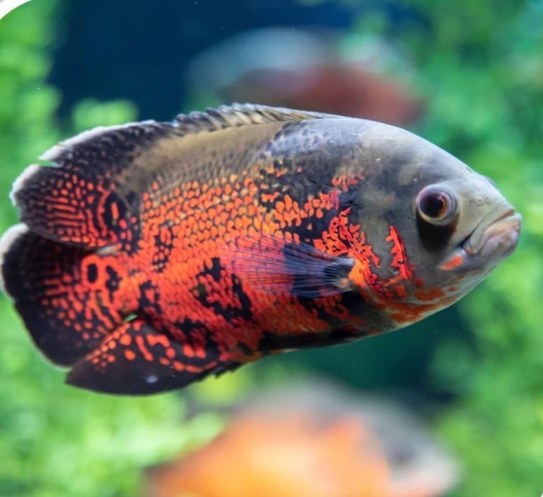 American Cichlids 