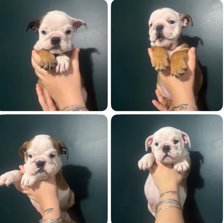 British bulldog puppies 