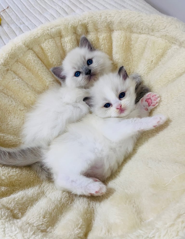 🐾 TICA Registered Ragdoll Kittens – Blue & Seal Bicolour & Point Boys 🏠