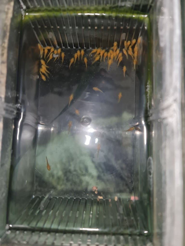 Super Red bristlenose plecos