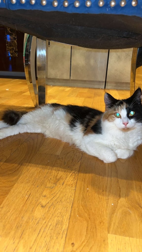 image for Turkish angora for sale! Female cat 1 year of age .