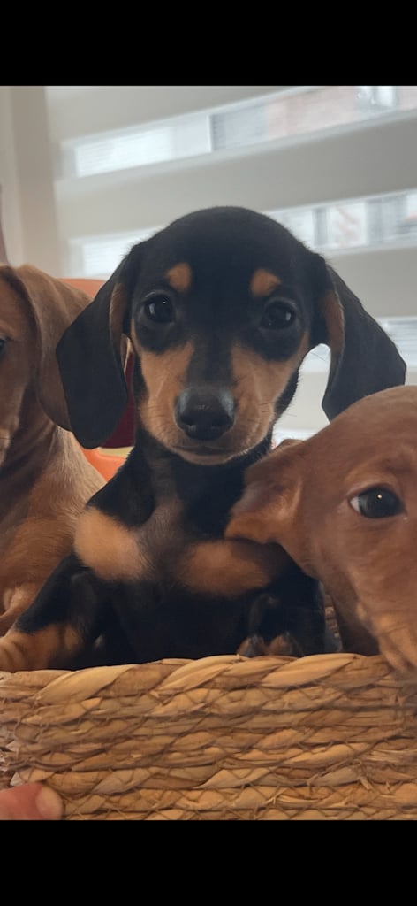 Miniature Dachshunds