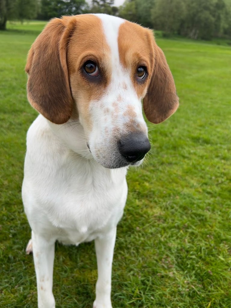 Female fox hound (unsprayed) for sale 