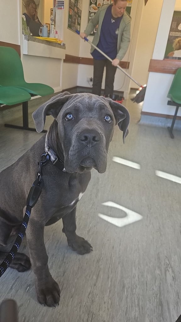 Cane corso pup 7 months old