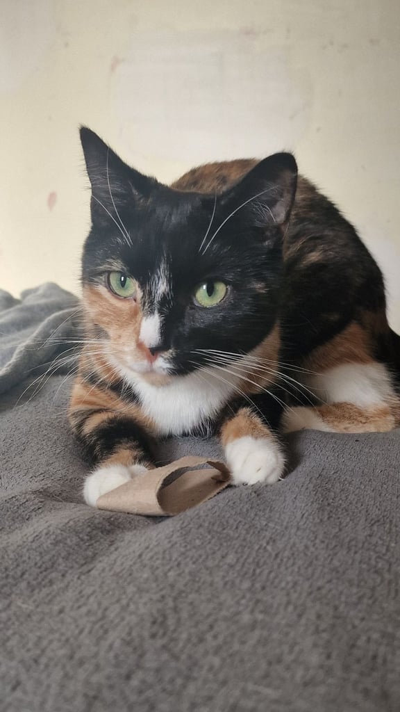 image for Gorgeous older kittens looking for homes