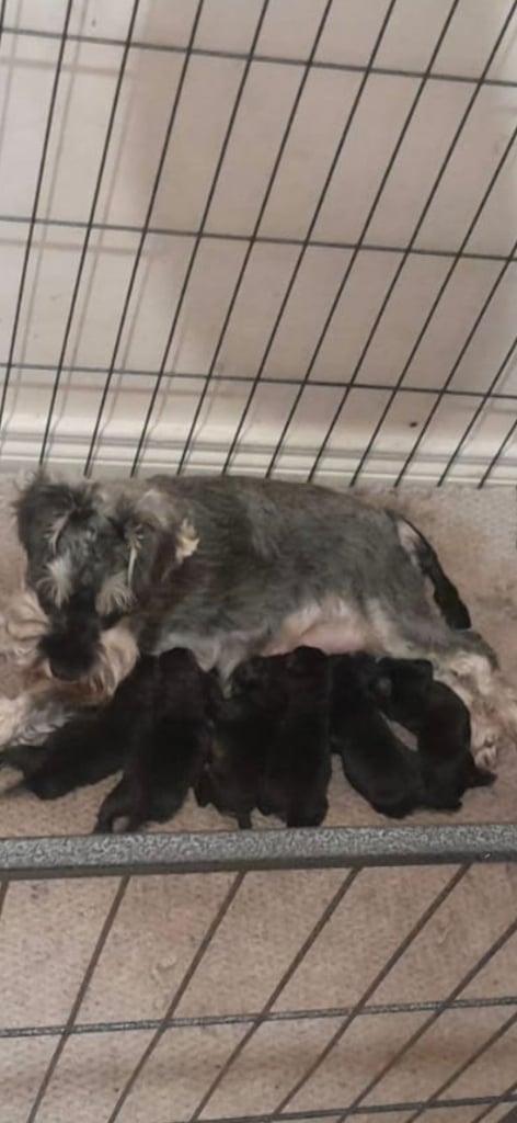image for Schnoodles