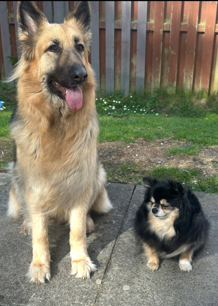 German Shepherd forever home needed