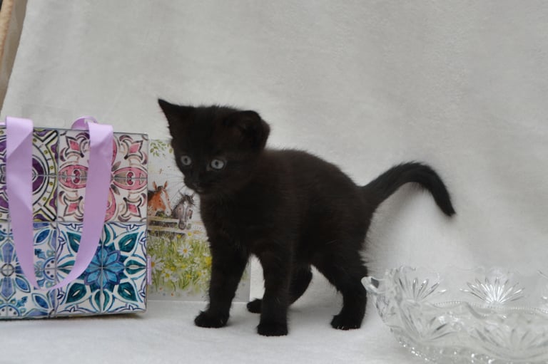 Maine-Coone/Bombay Mixed Kitten (1 LEFT)