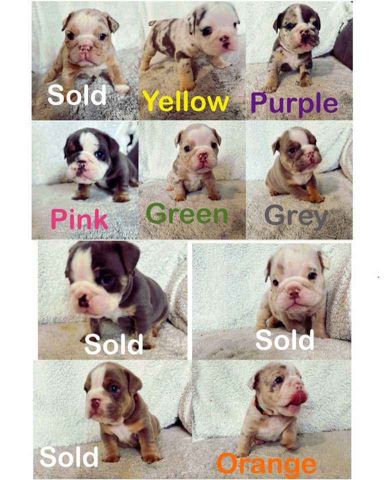 10 British bulldog puppies 