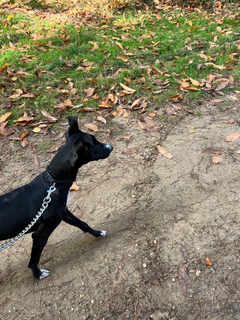image for Lurcher/saluki pup