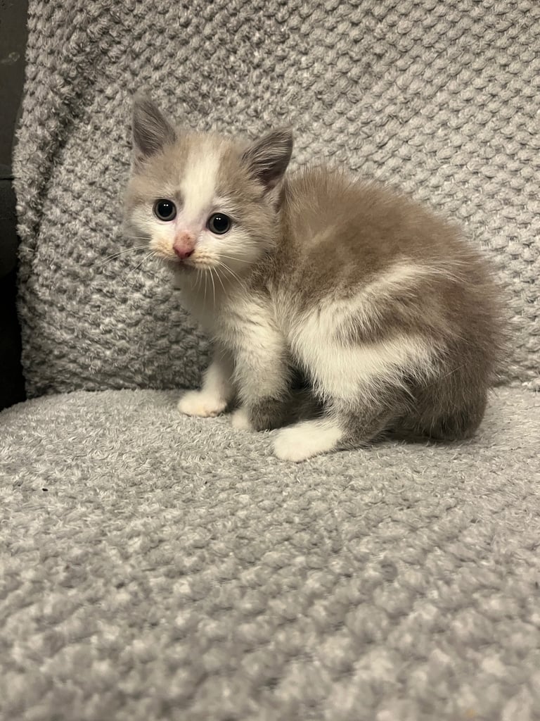 Snowshoe X Birman kittens for sale 