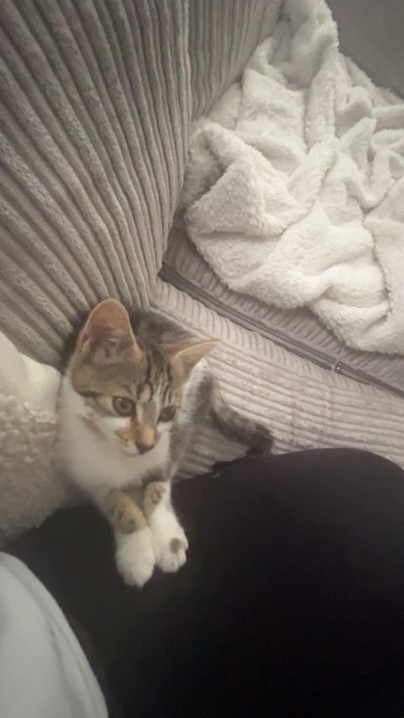 Adorable 10-Week-Old Kitten – Looking for a Loving Home 🐾