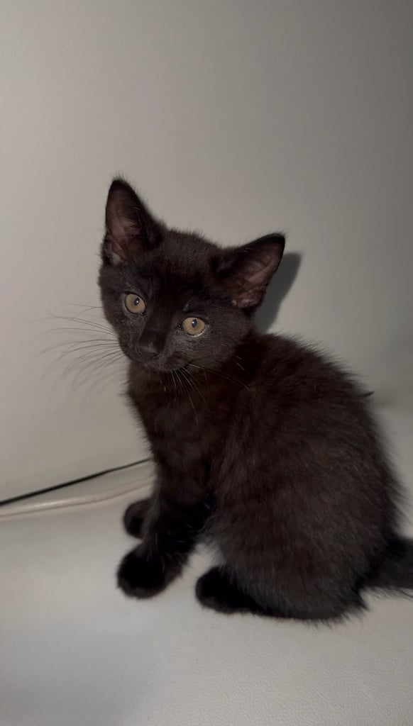 9-Week-Old Female Black Kitten – Ready for Her Forever Home 🐾