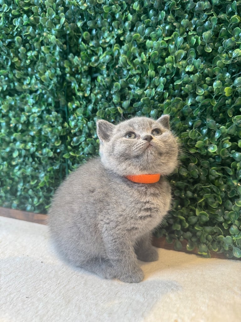 💕British Shorthair Blue Kittens💕