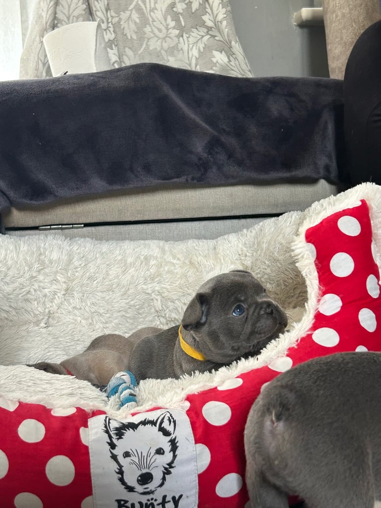 French bulldog puppies 🐾