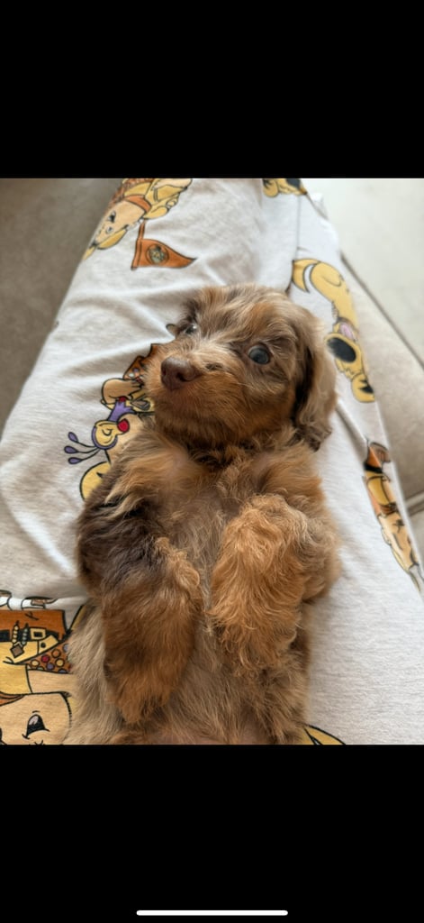 RESERVED 🩷 F1 Female Chocolate Merle Cockapoo Puppy