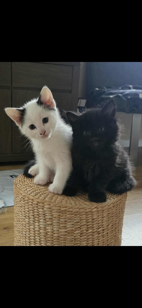 Kittens 