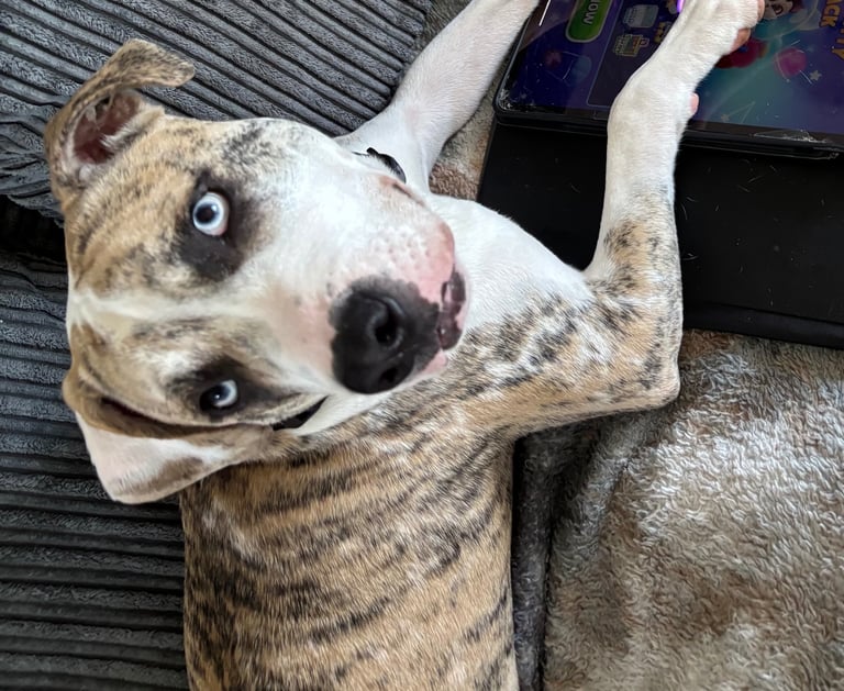 Urgently looking for a forever home 