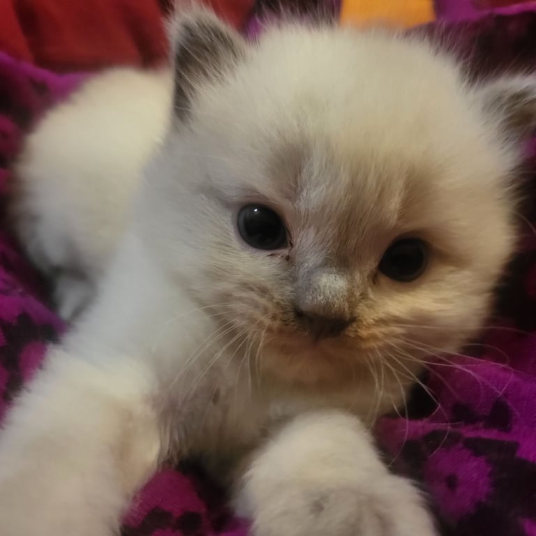 Beautiful two little Ragdoll