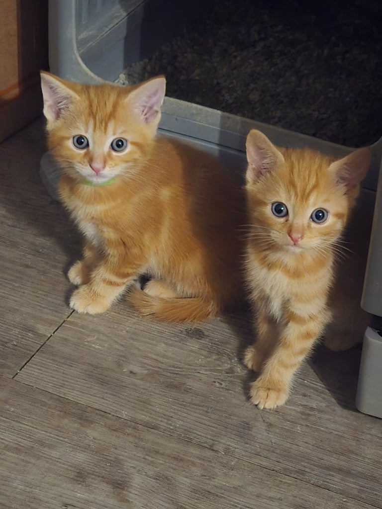 Kittens 